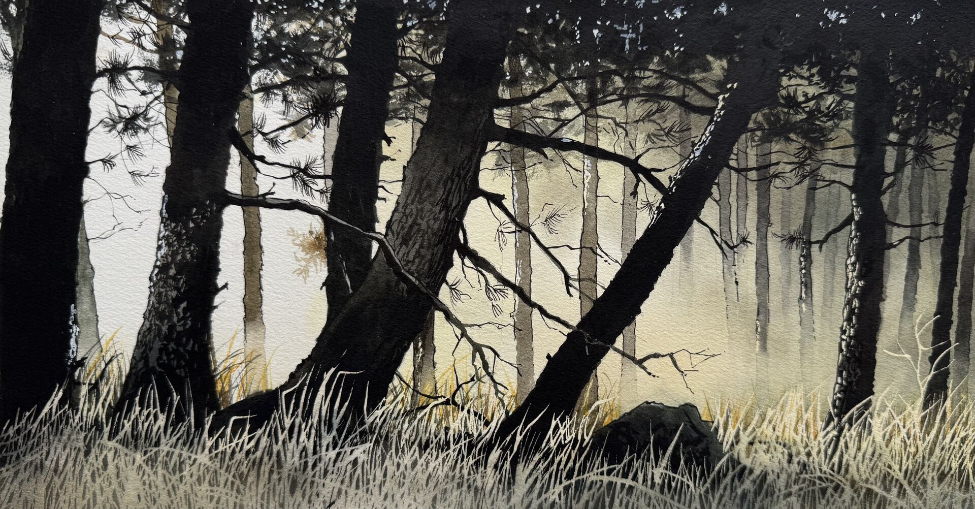 arbre pin aquarelle pierre renollet