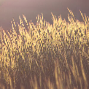 image secteur Agriculture